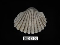 藏品(血蚶)的圖片